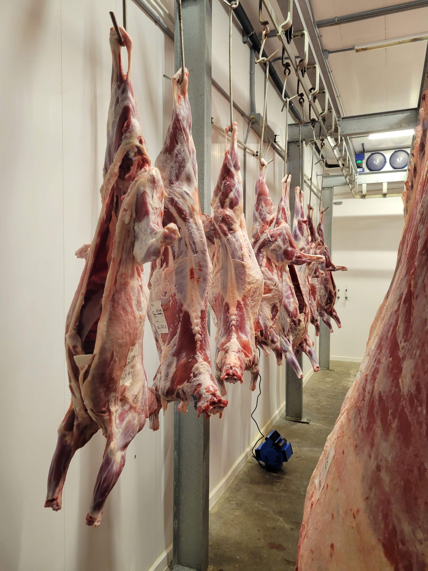 Whole Uncut Goat Carcass - Per Pound